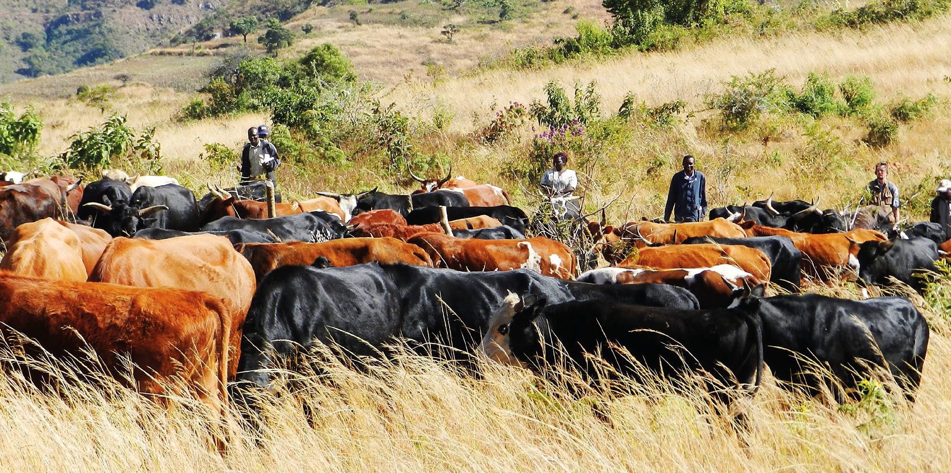 Nachhaltiges Weidemanagement im Distrikt Chimanimani im östlichen Hochland von Simbabwe. 